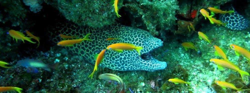 Blue Ocean Dive Resort أومكوماس المظهر الخارجي الصورة